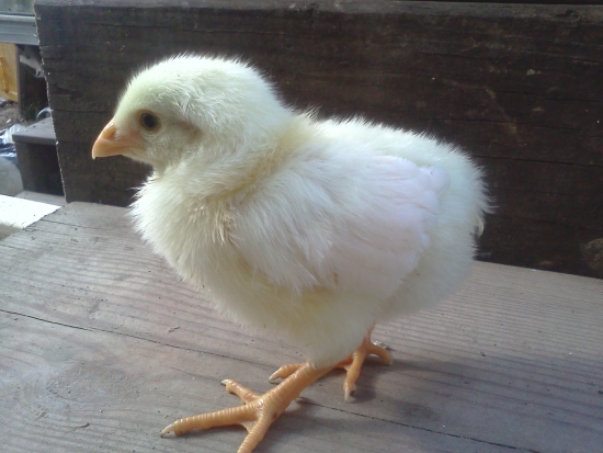 light yellow chick  side view