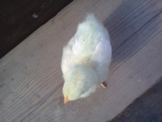 light yellow chick  top view