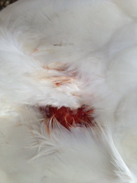 Lightball's wound