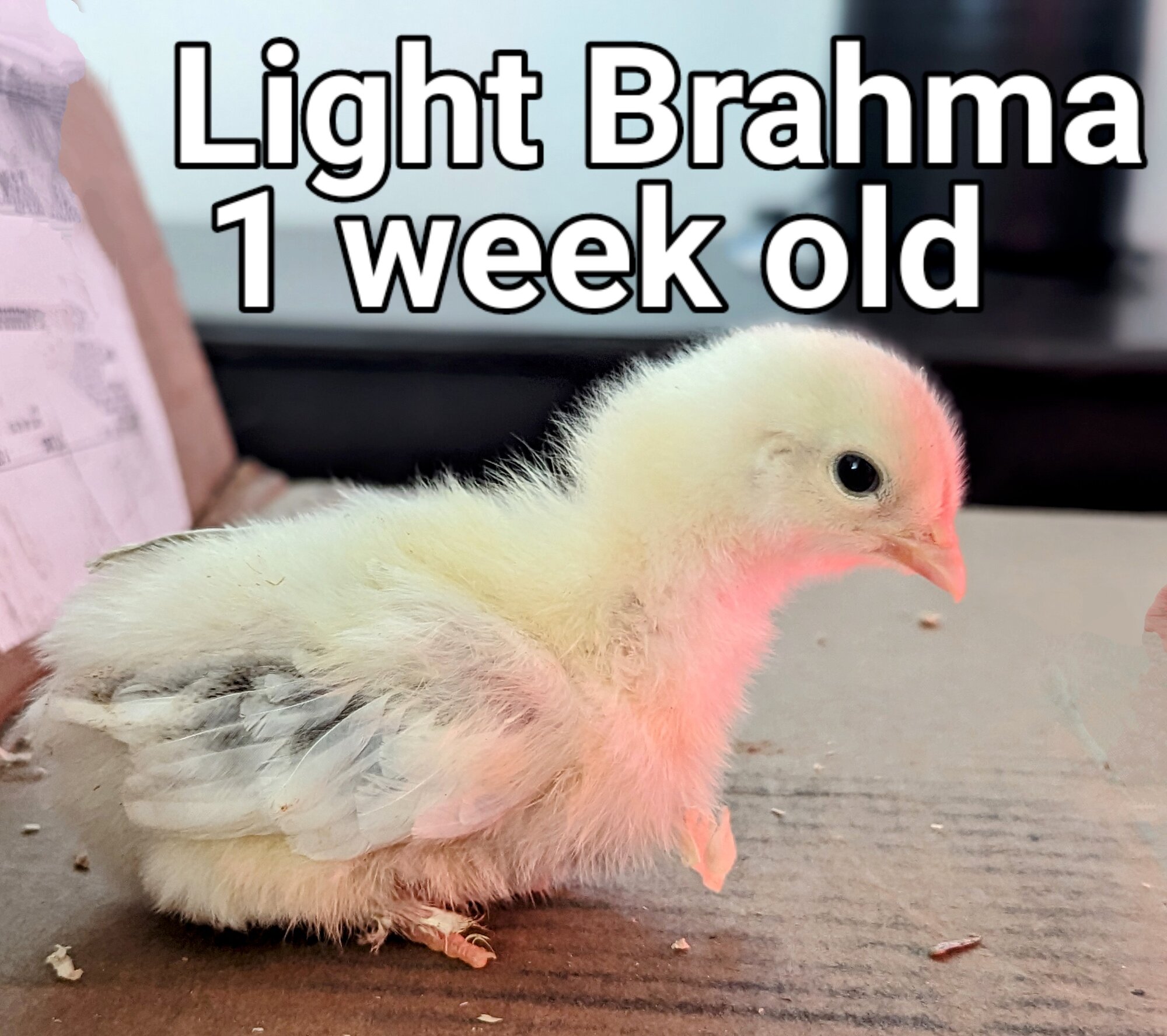 LightBrahma~2.jpg