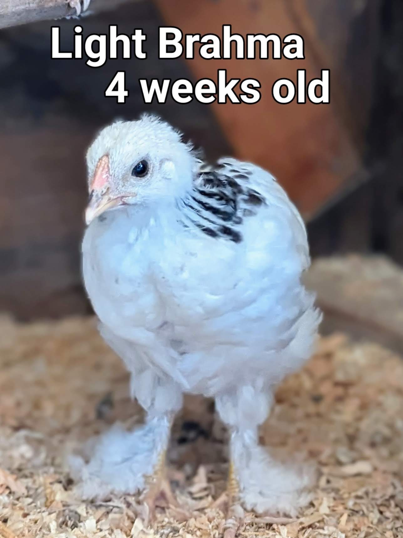LightBrahma 2.jpg