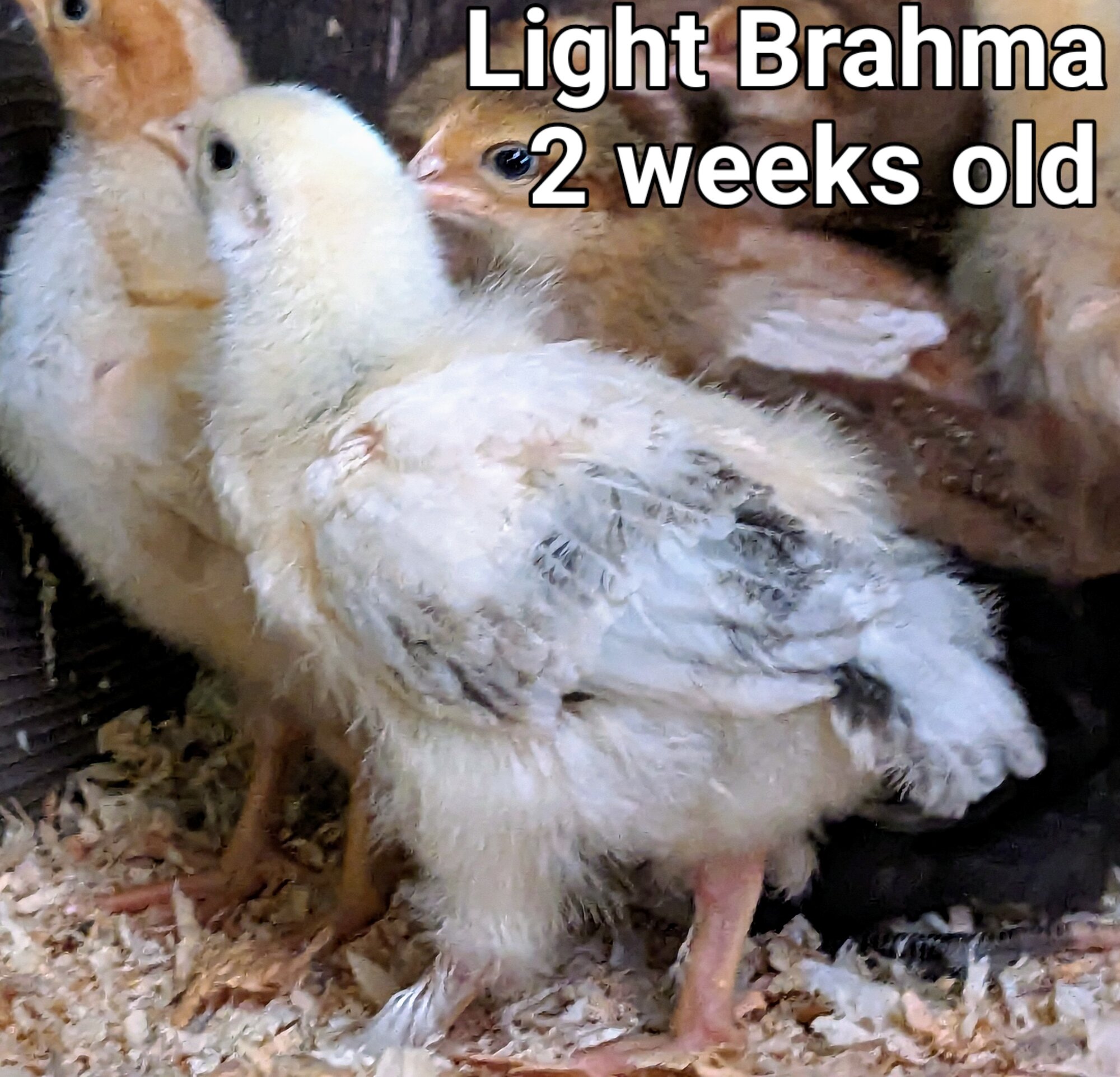 LightBrahma.jpg