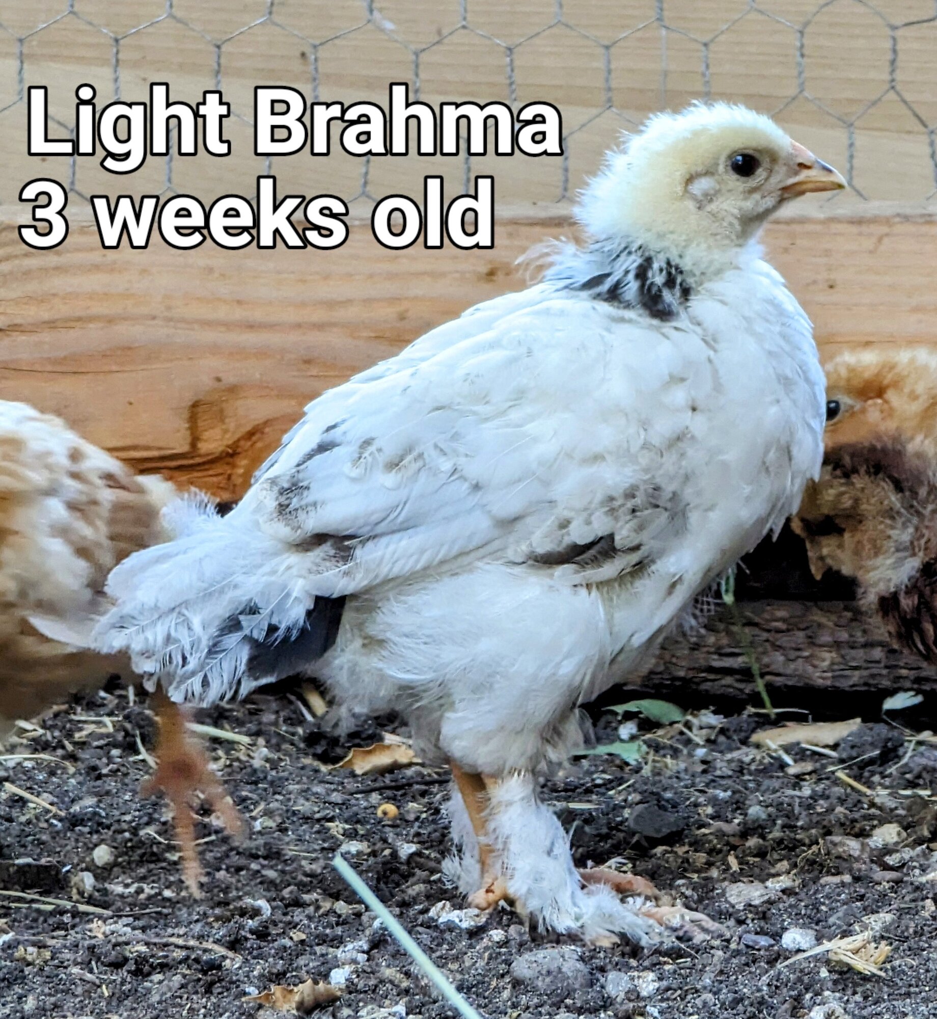 LightBrahma.jpg