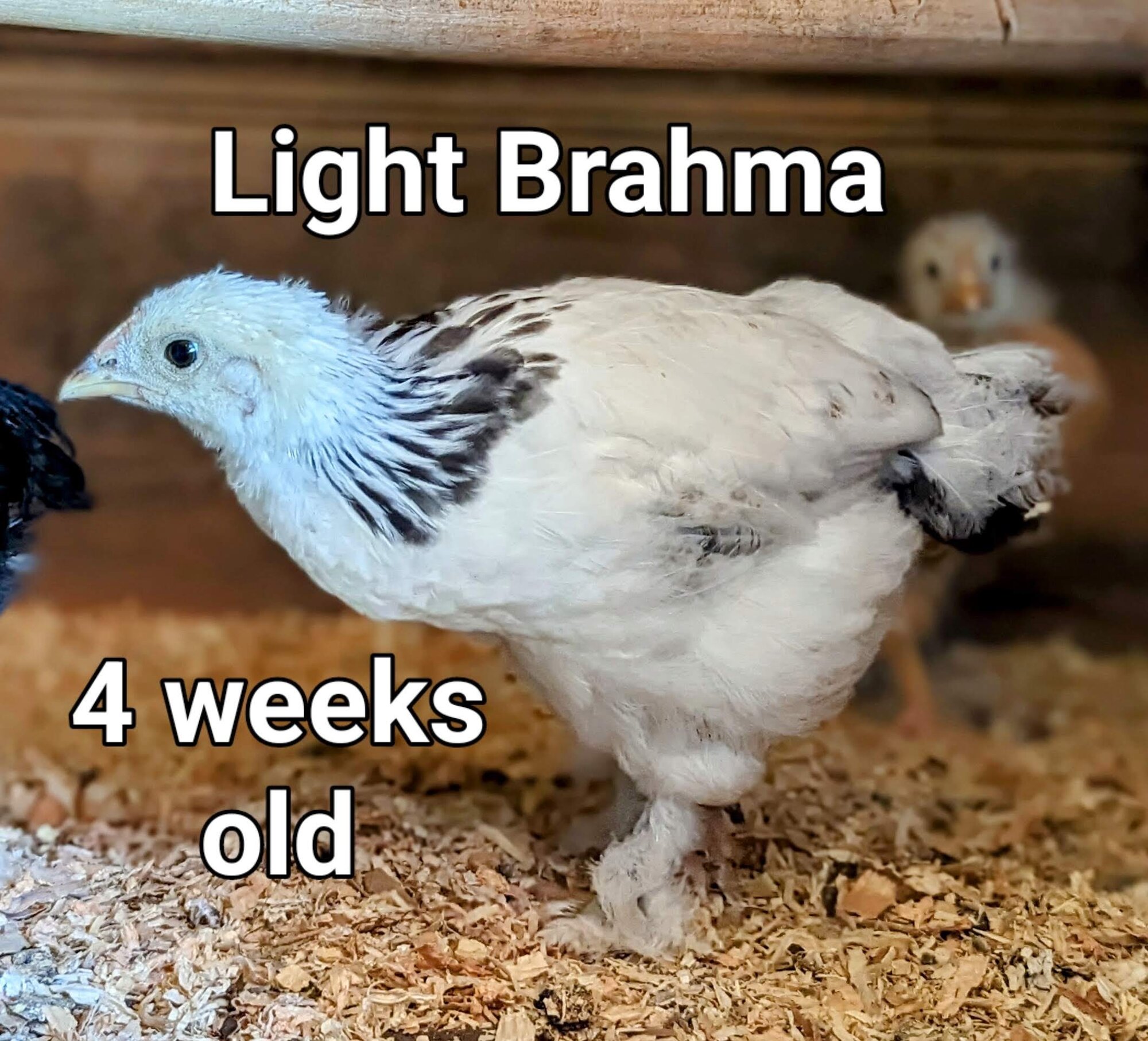 LightBrahma PORTRAIT~2.jpg