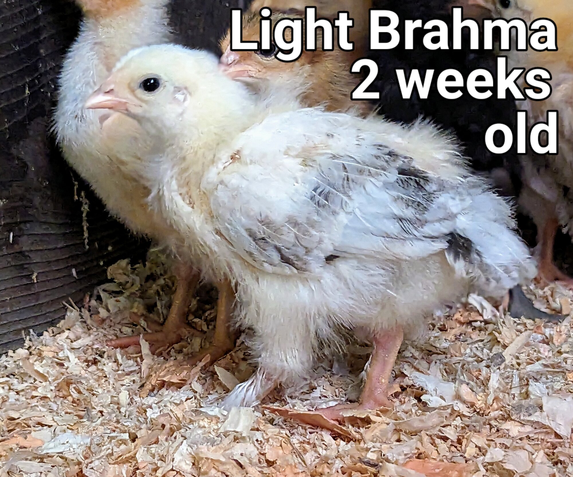 LightBrahma2.jpg