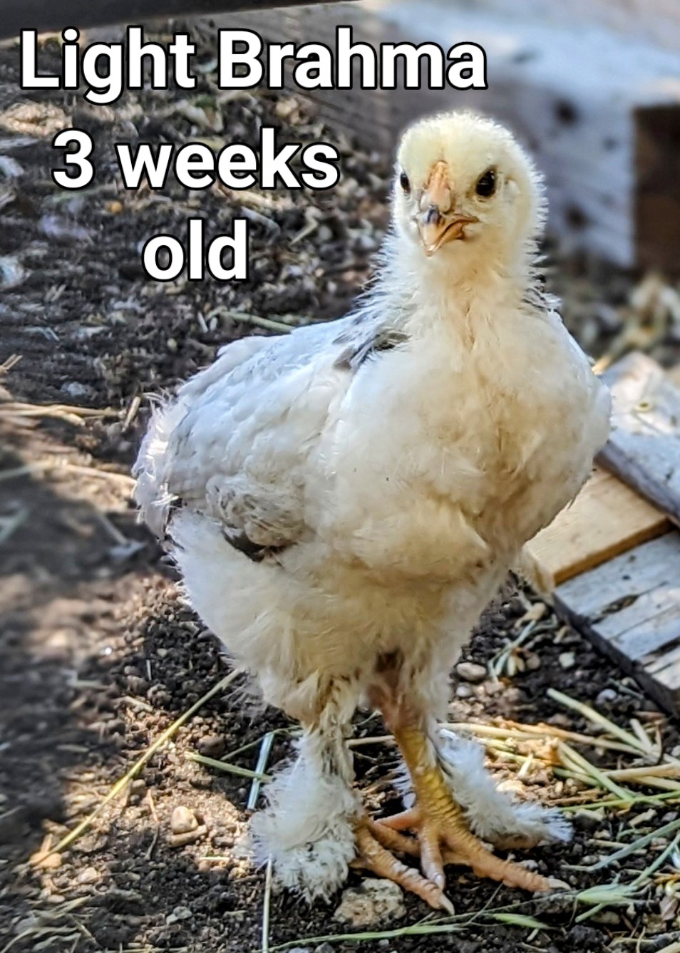 LightBrahma2.jpg