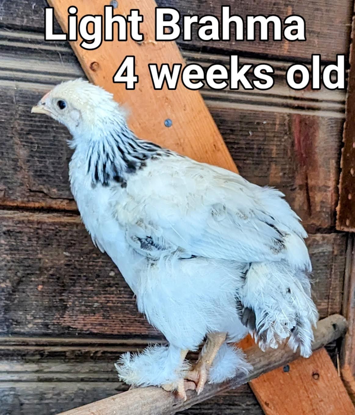 LightBrahma3.jpg