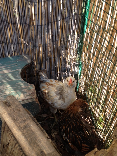 Lighter Color is EE "pullet"...