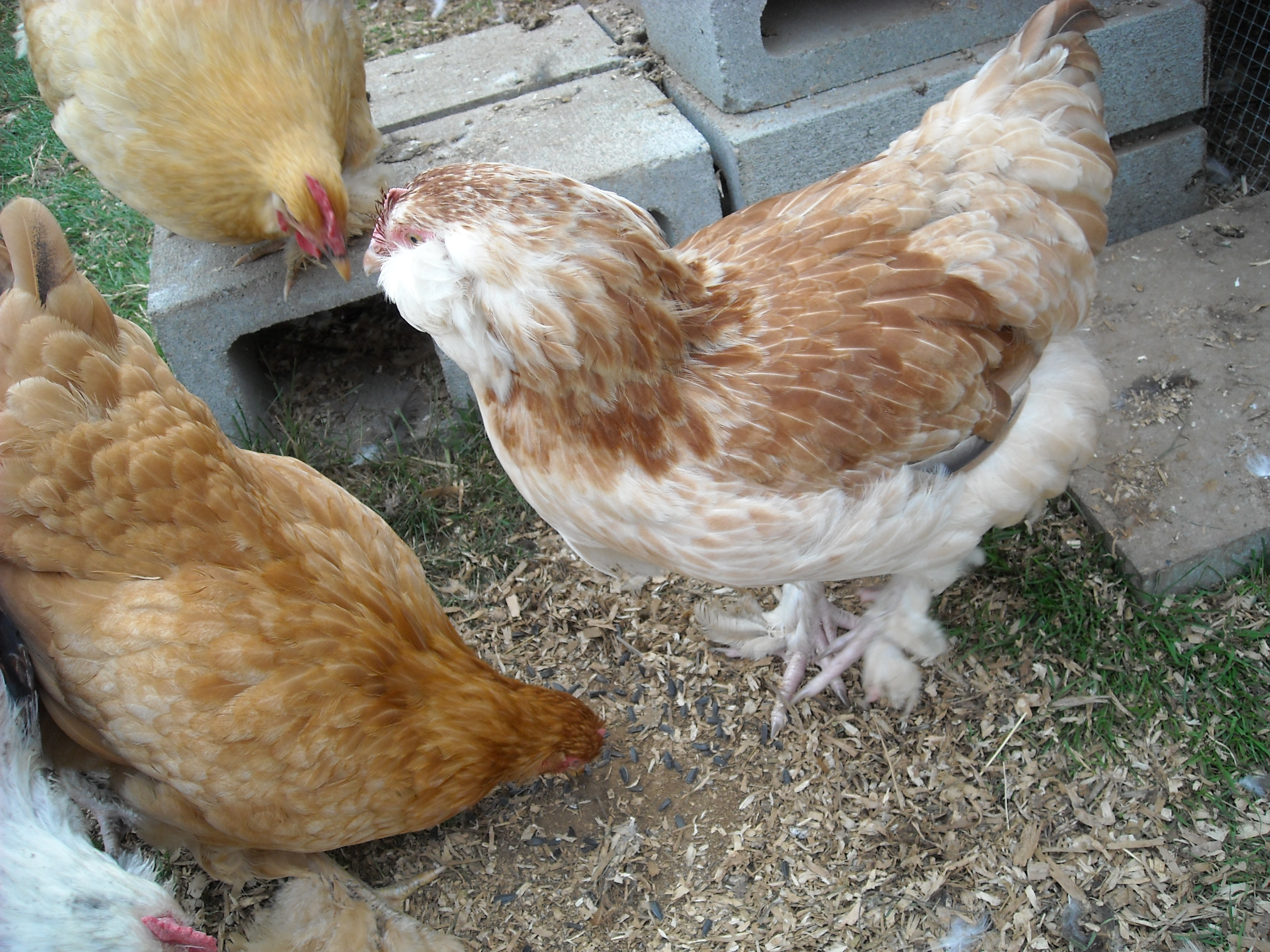 lighter pullet