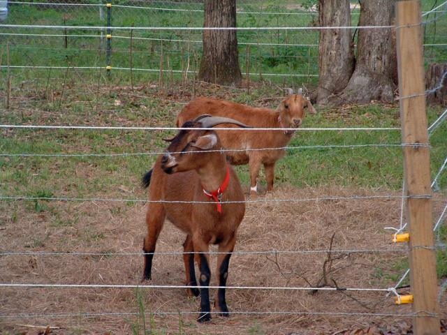 Lightning and Hershey.