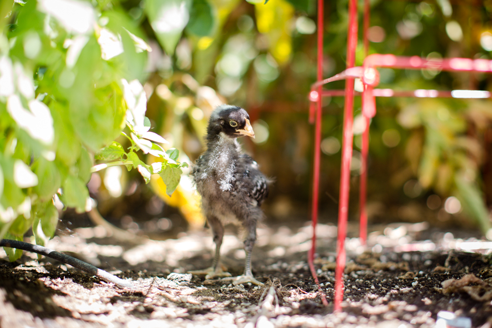 Lightning

Approximately 3 weeks old.