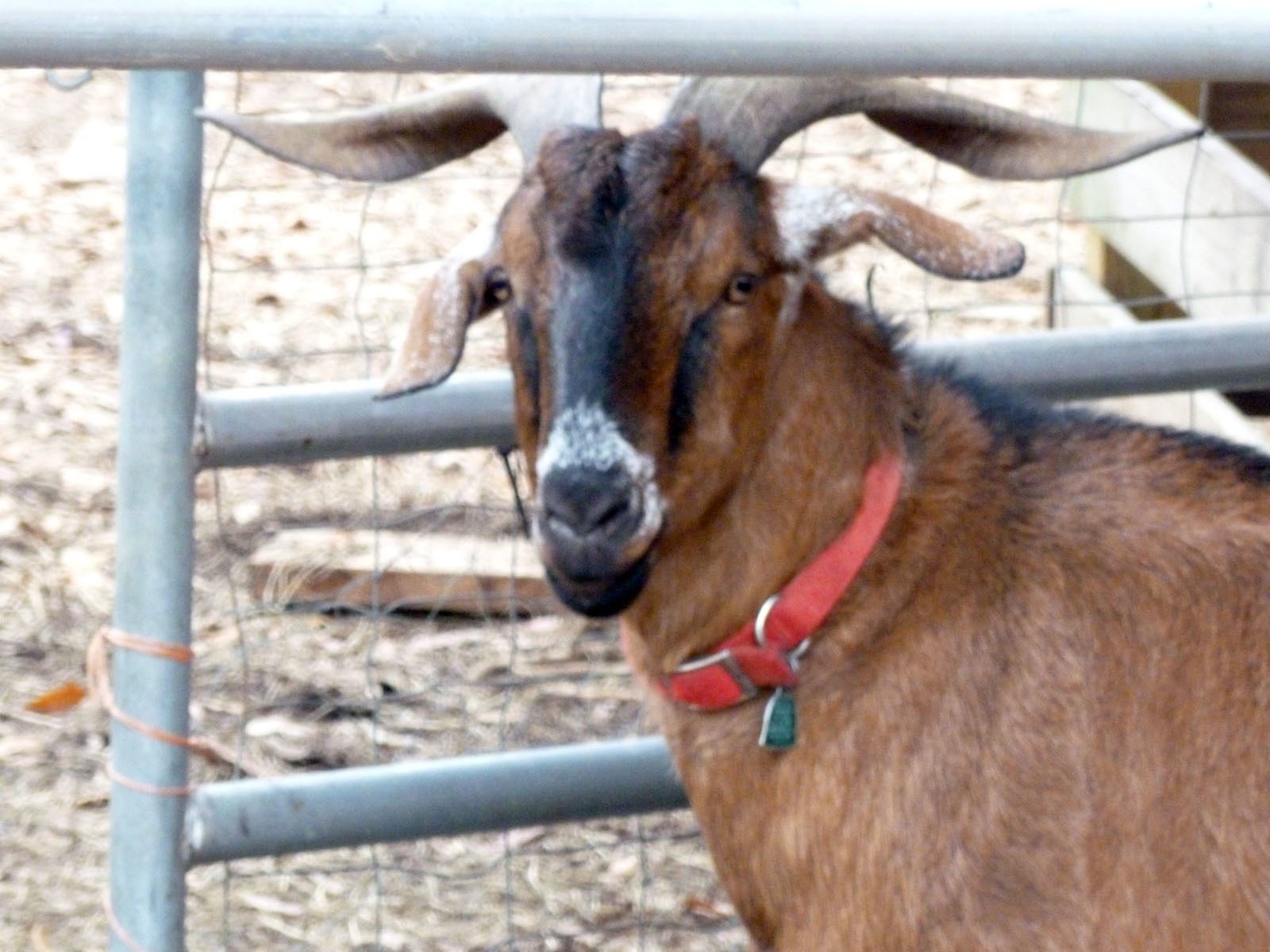 Lightning. I love his speckled nose and ears.