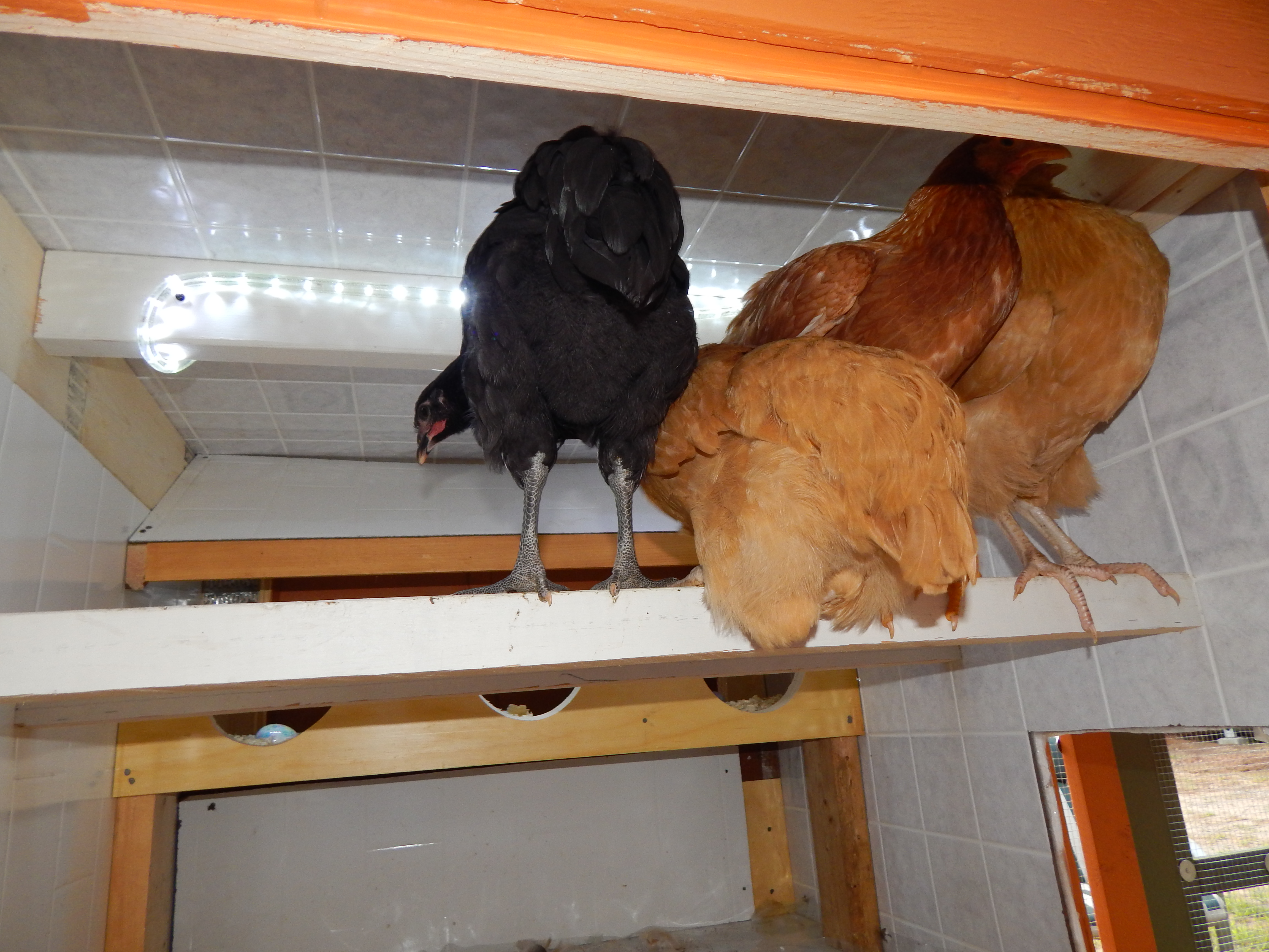 lights on and girls are finding their new home inviting