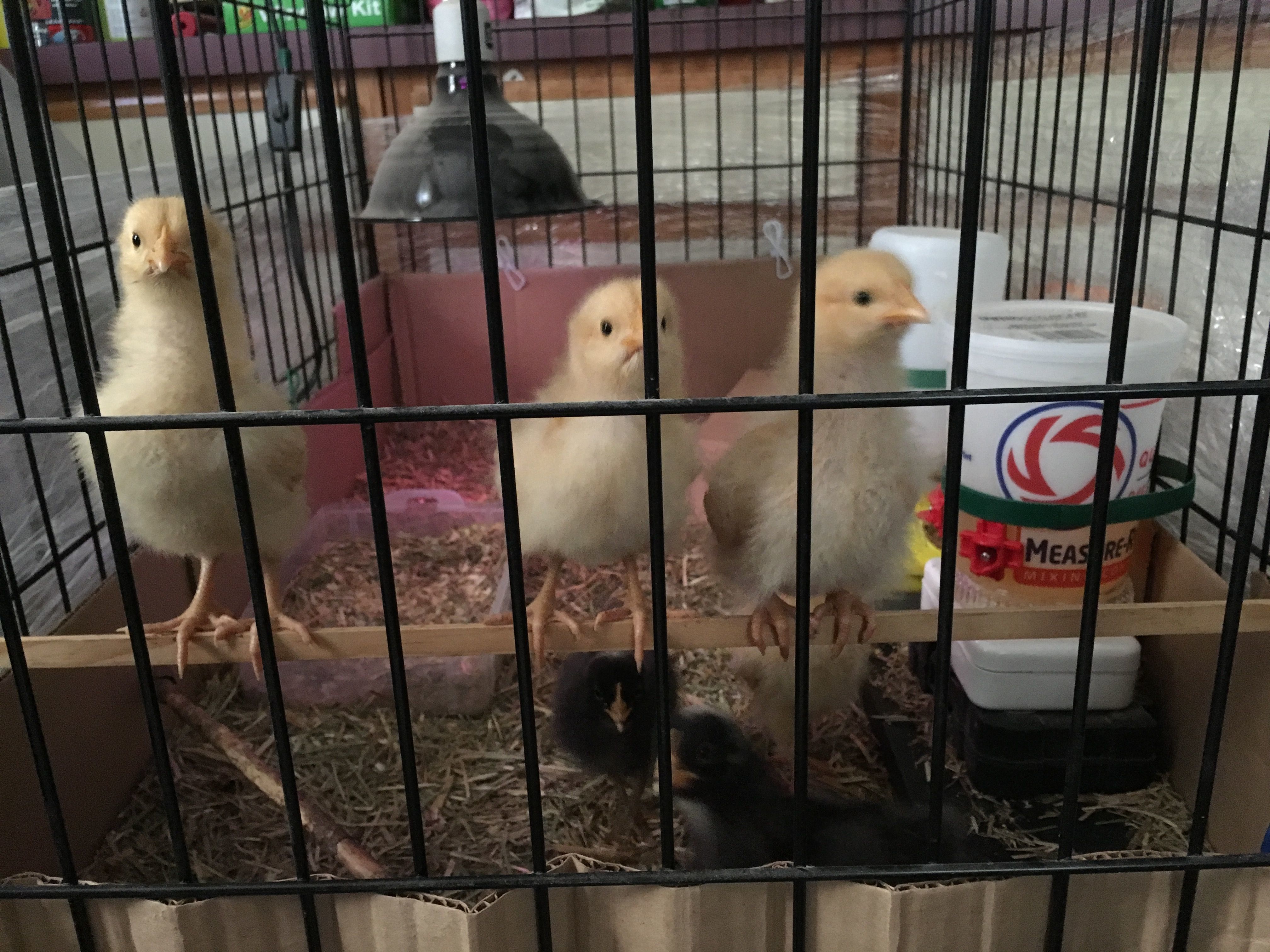 Like our new higher roost