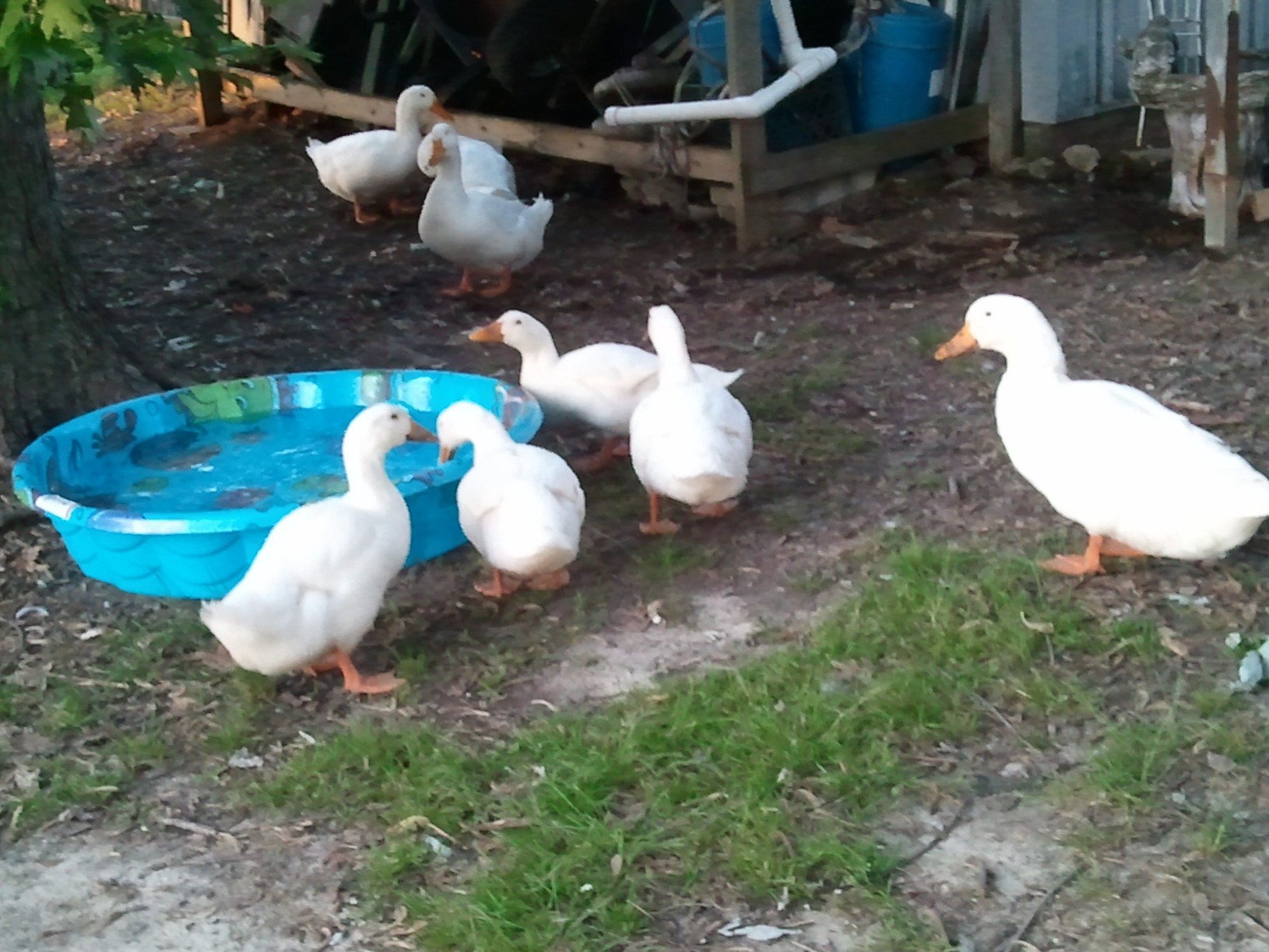 Like the pool yummy !!