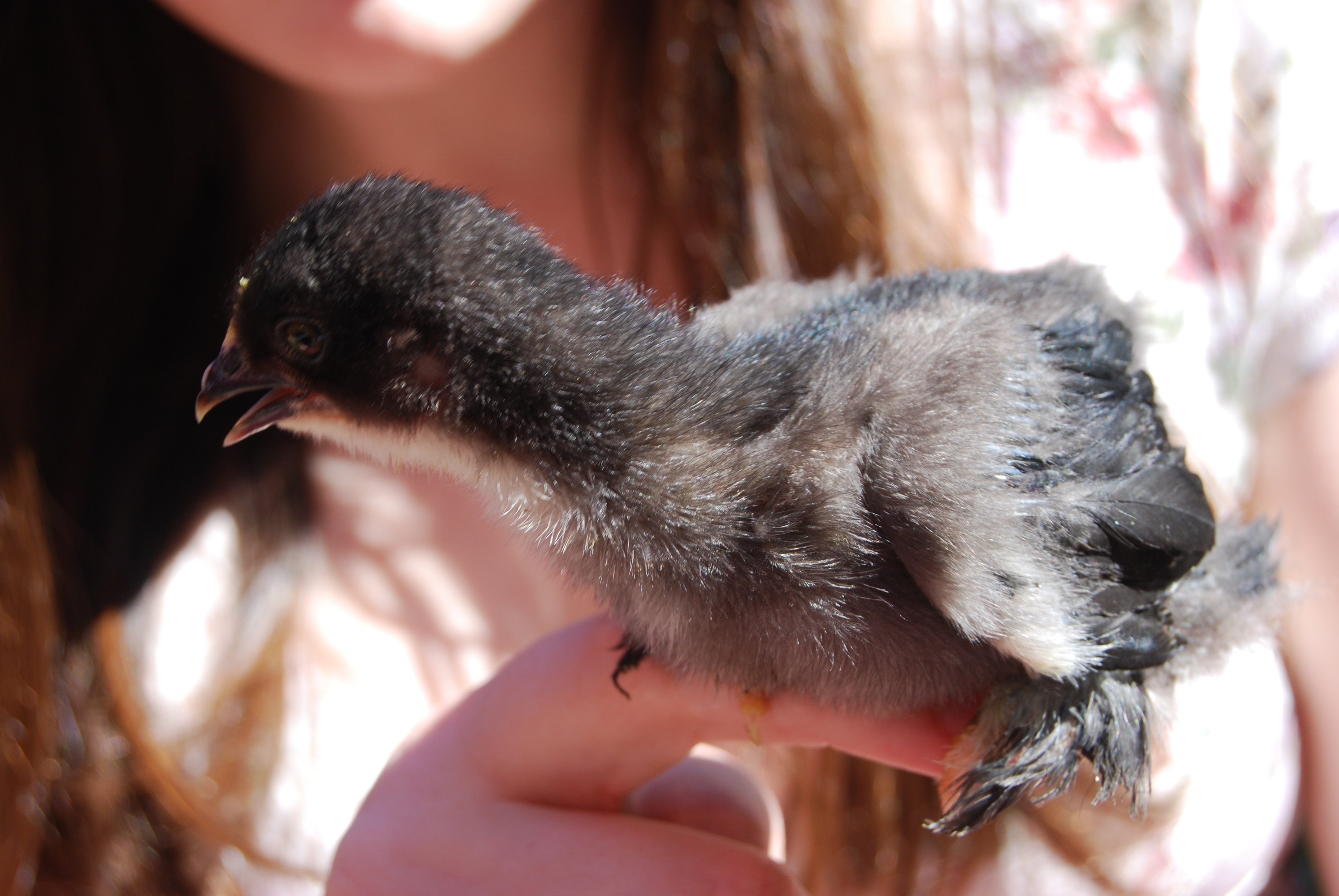 Lil Bear...a favorite at our home....hope it is a hen!