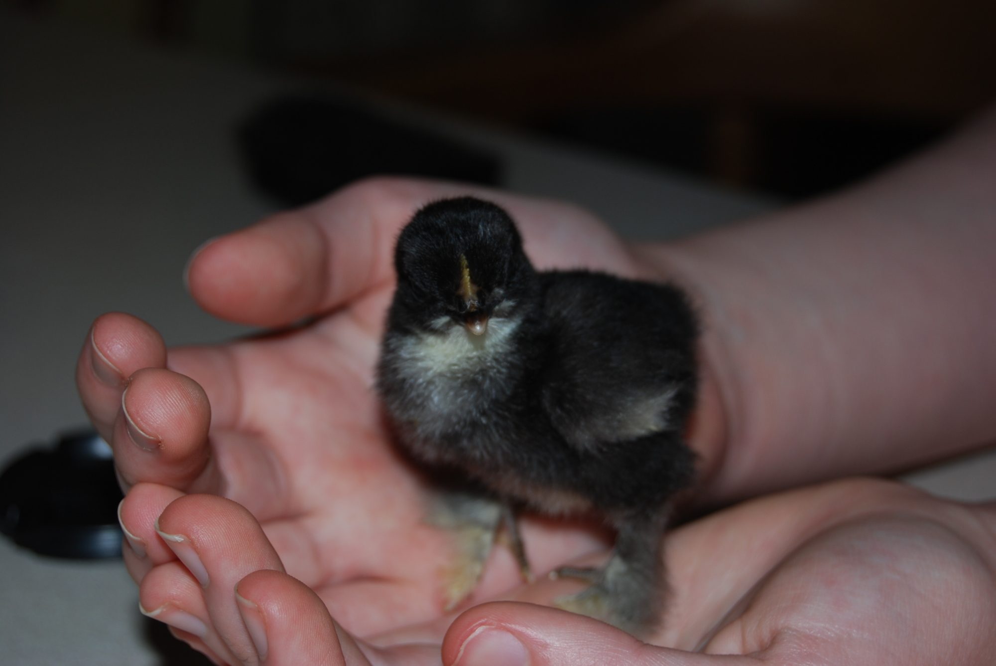 Lil Bear.  Baby frizzle and the smallest of the hatch.
