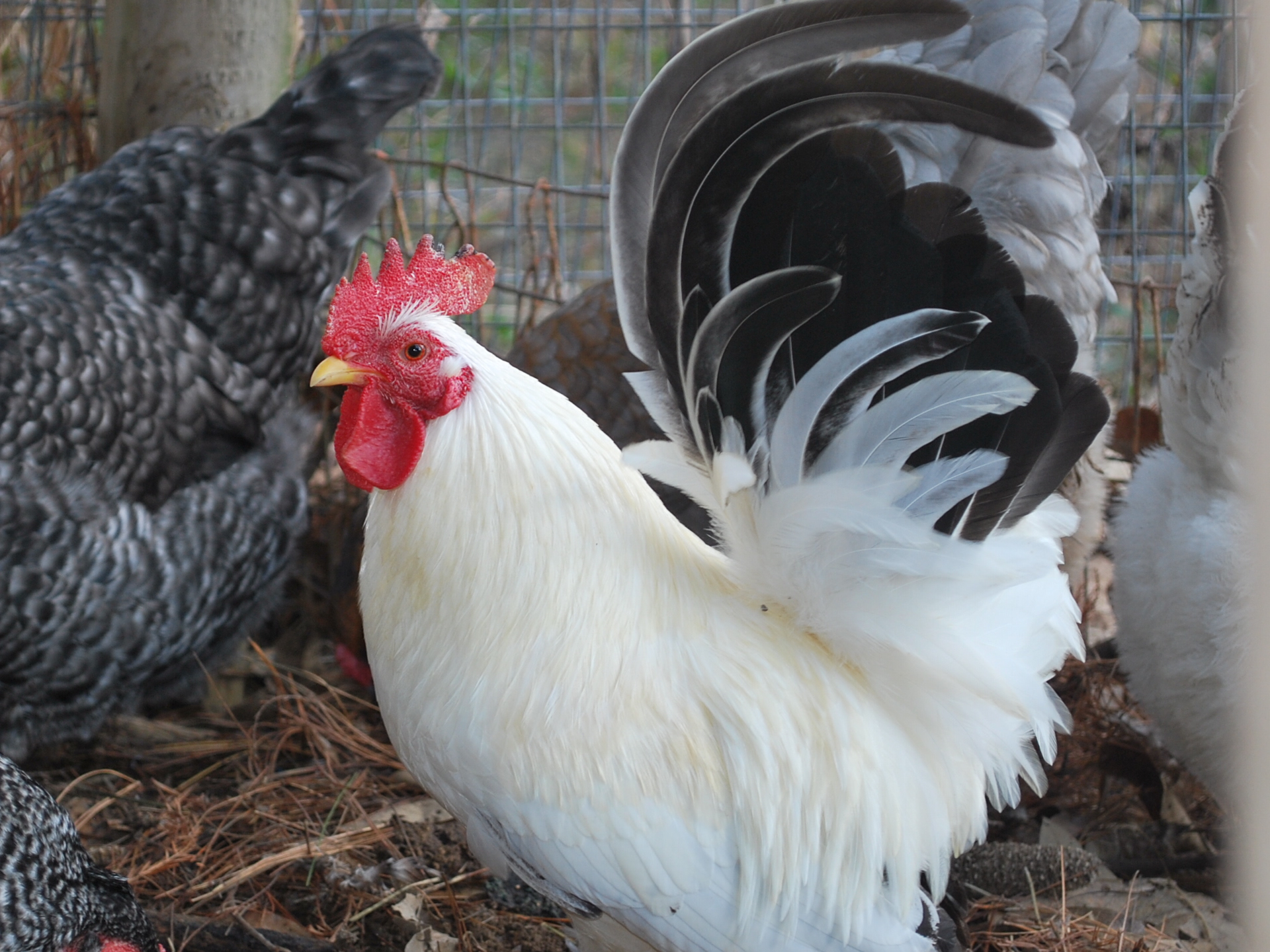 Lil Big Man Bantam roos