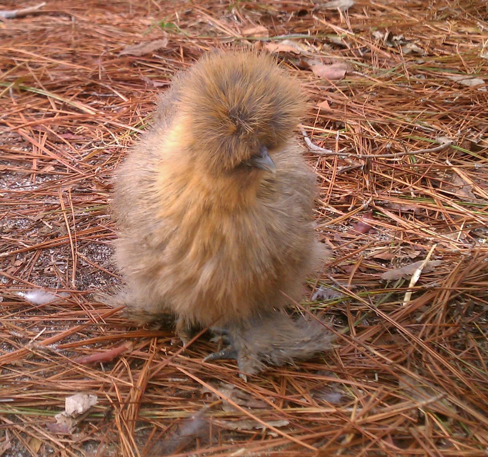"Lil Bit":  She's the pretty one and maybe my only hen for the silkie crew.