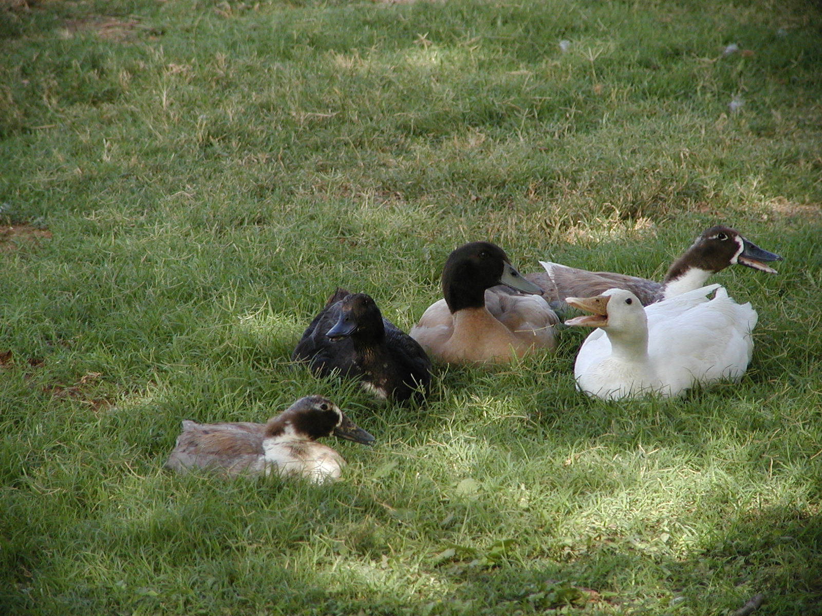 Lil Bugs

RIP Boo, Coco, Big Bugs, and Big Bird