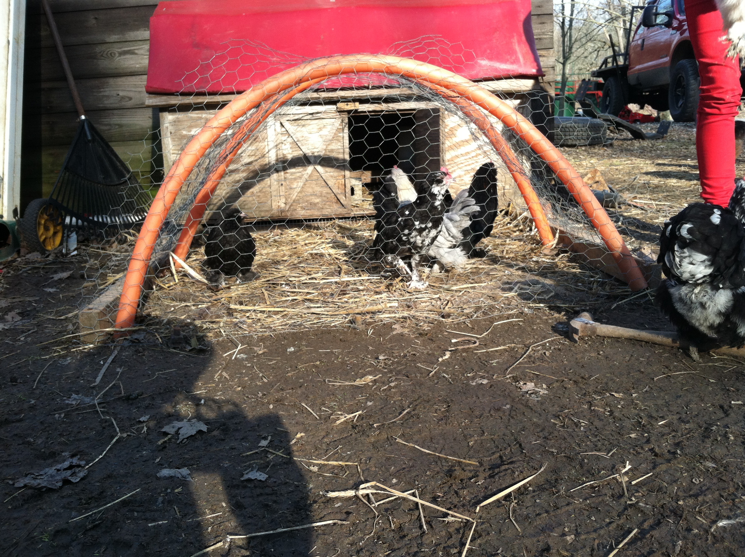 Lil chick my mottled bantam cochin