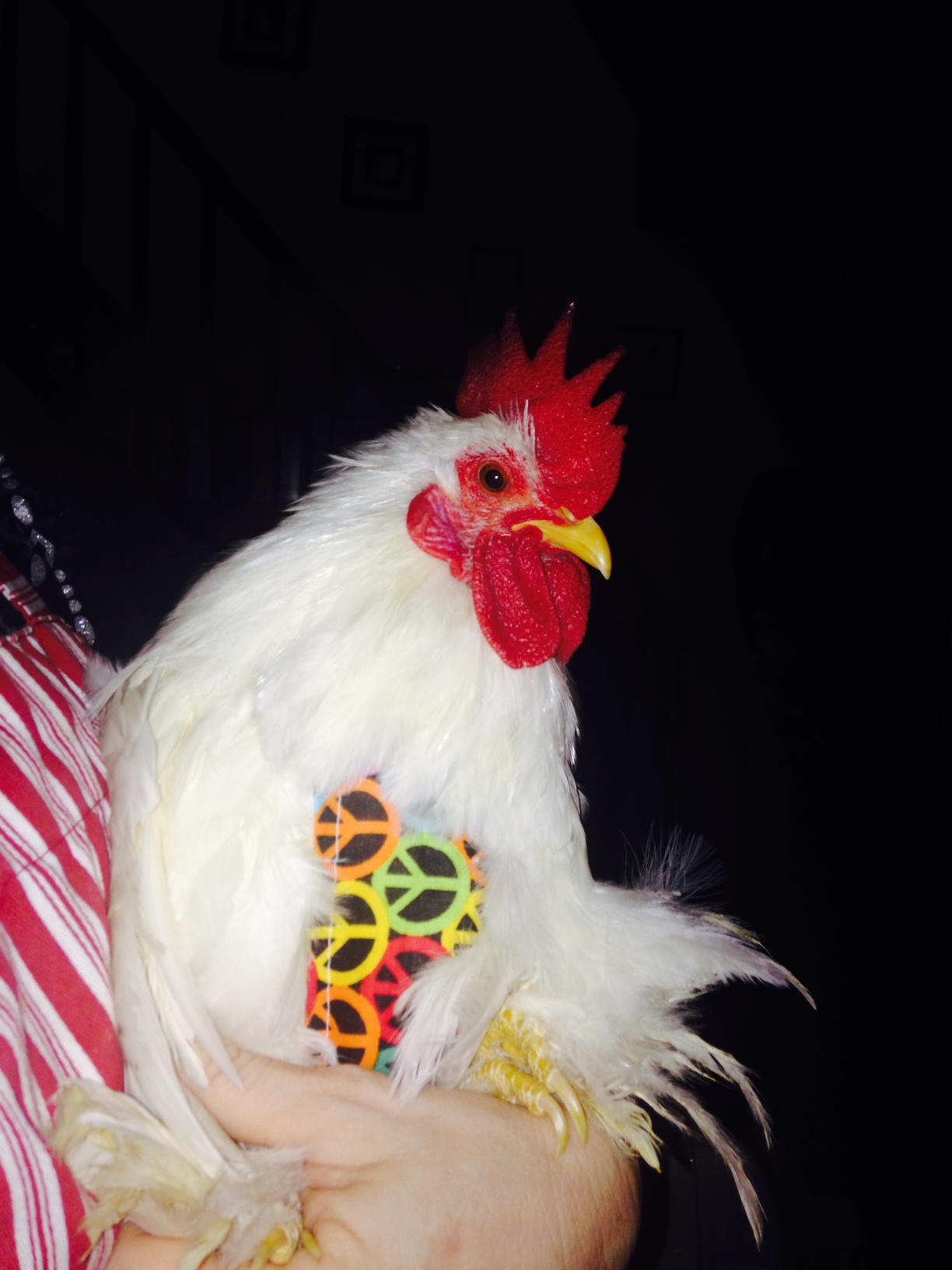 Lil Frankie Roo - White Bantam Cochin Rooster