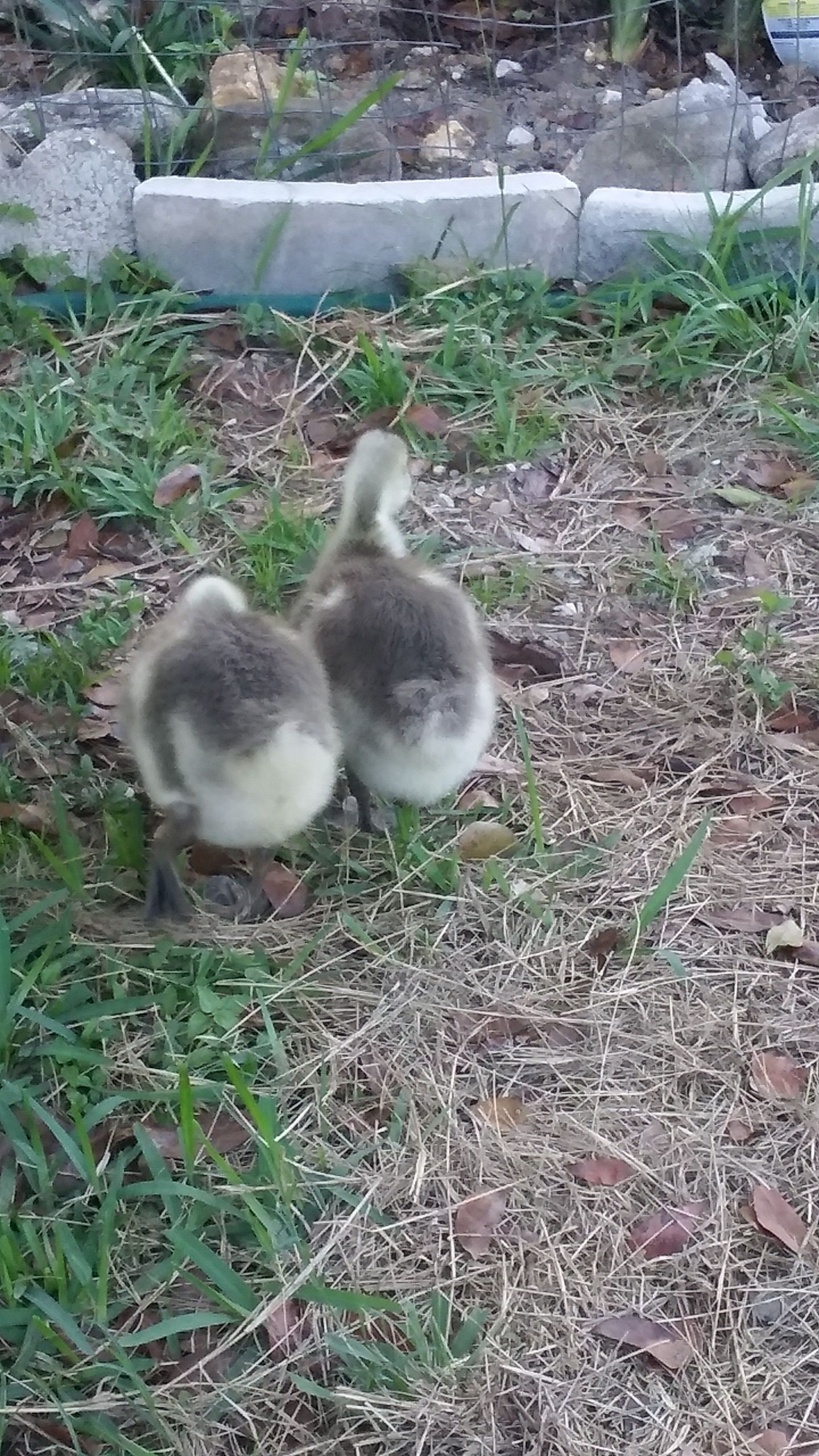 Lil goose butts