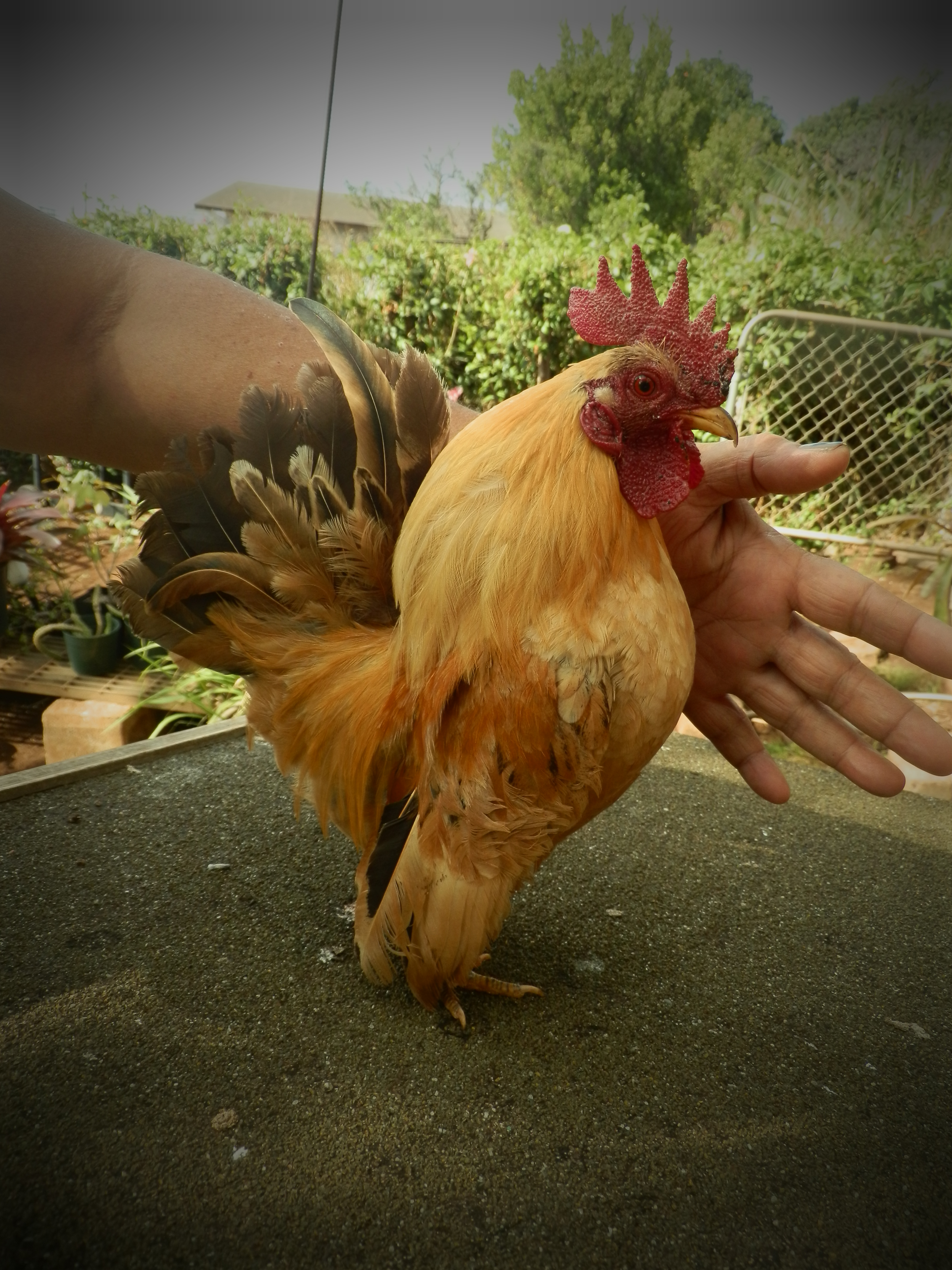 lil man may2012 same bird as my avatar almost grown up
his daddy is the wheaton below-prince