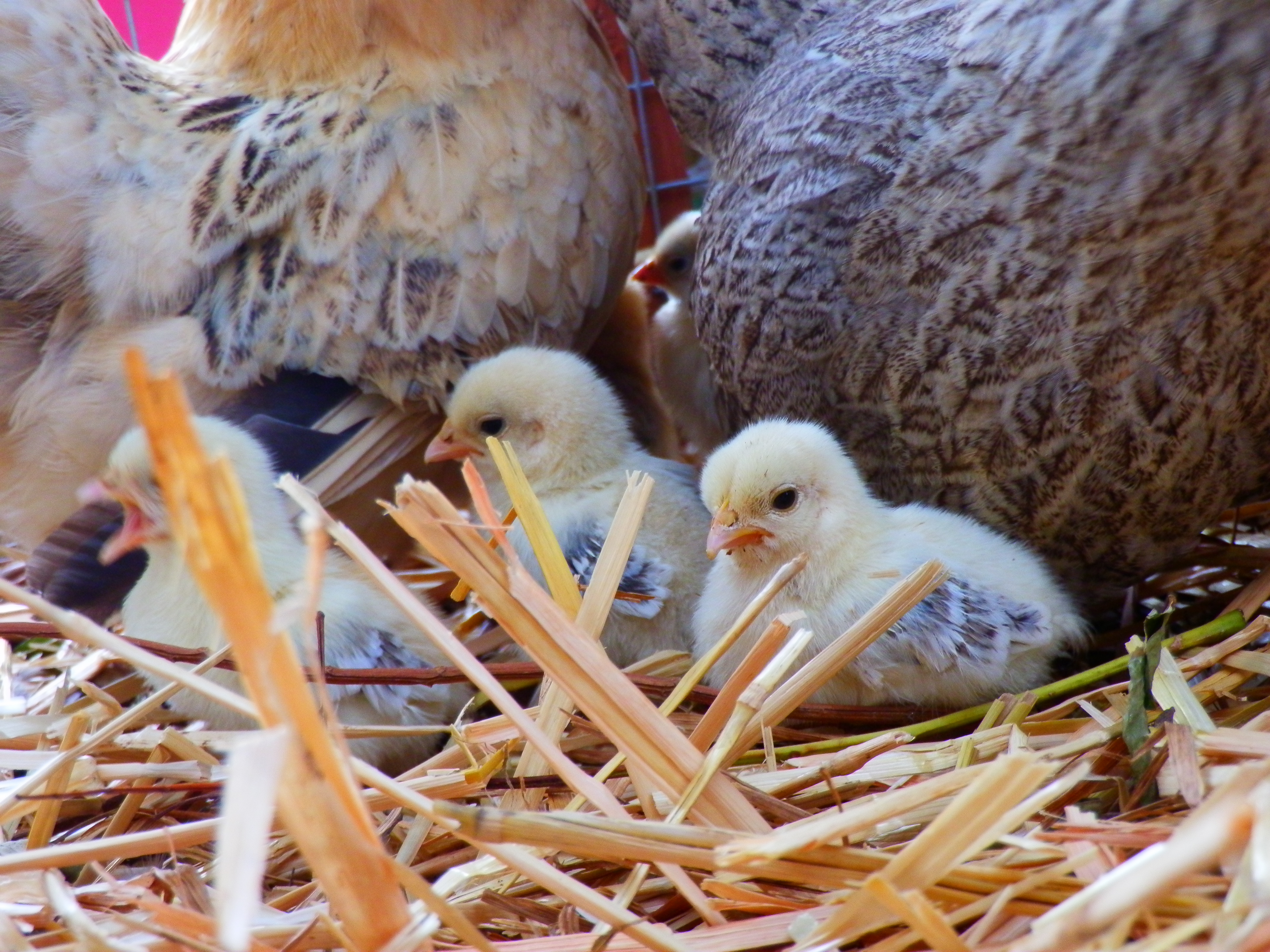 lil mans momma and new batch of babies may 2012  her and sister shared 18eggs let her raise a few  turned out 3 frizzle, 2 micros and 4 perfect wheaton hens
