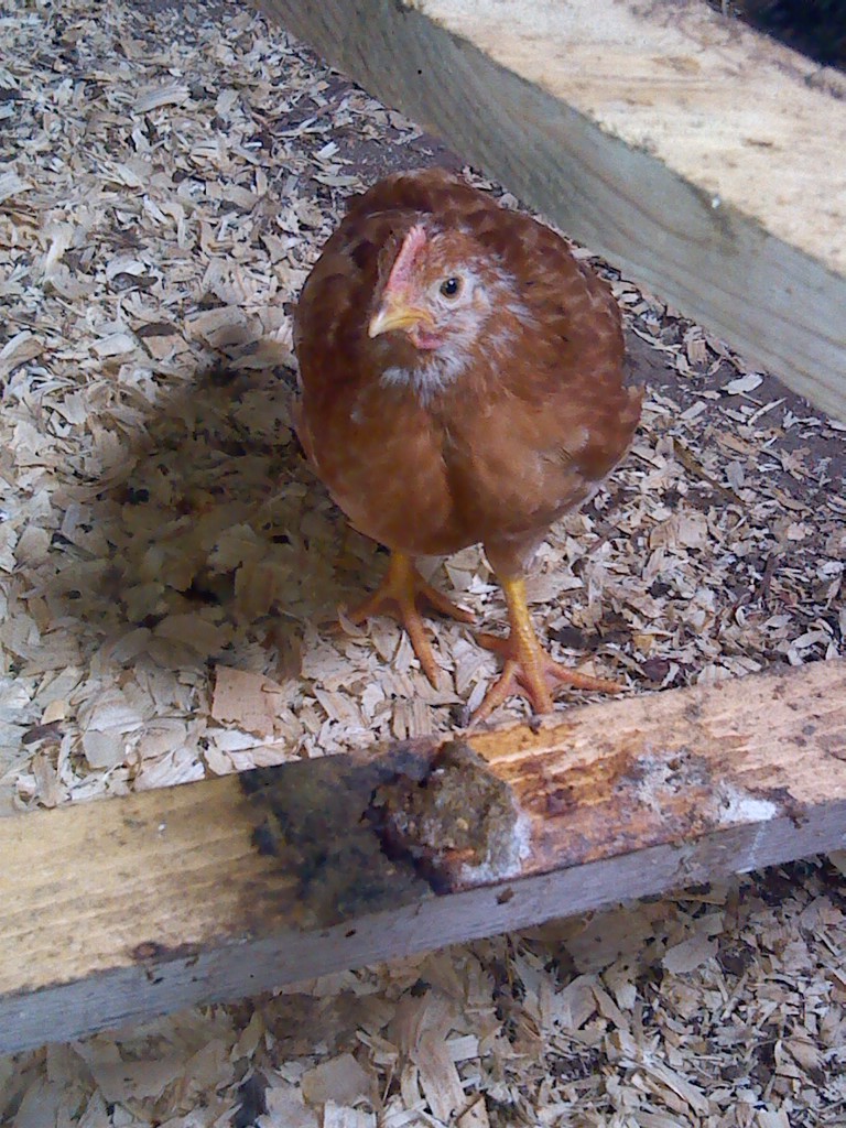 "Lil' Missy" she was the only yellow chick out of 19...turned out to bethe easiest to handle so far...she is at  6 weeks