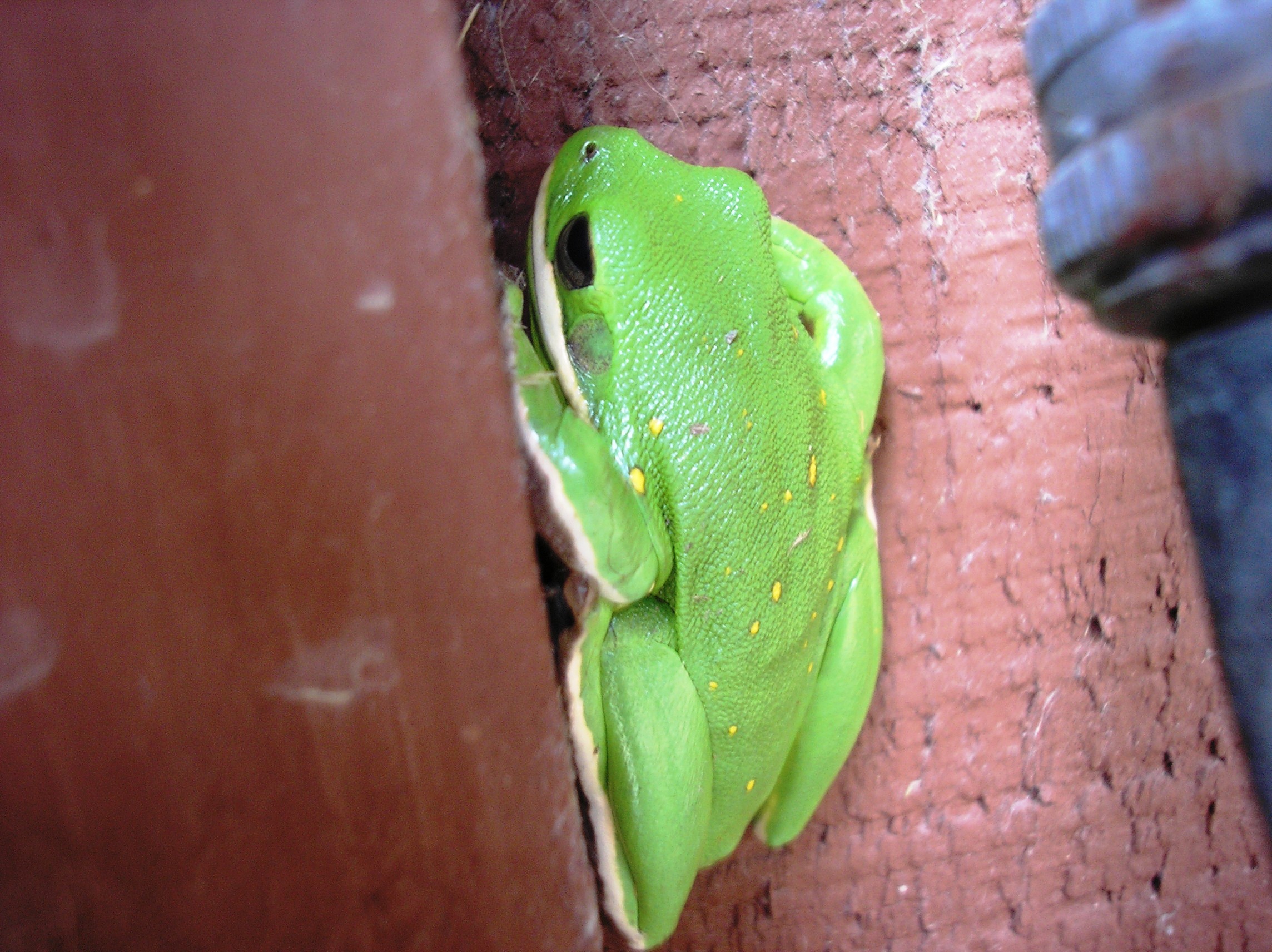 Lil pretty tree frog