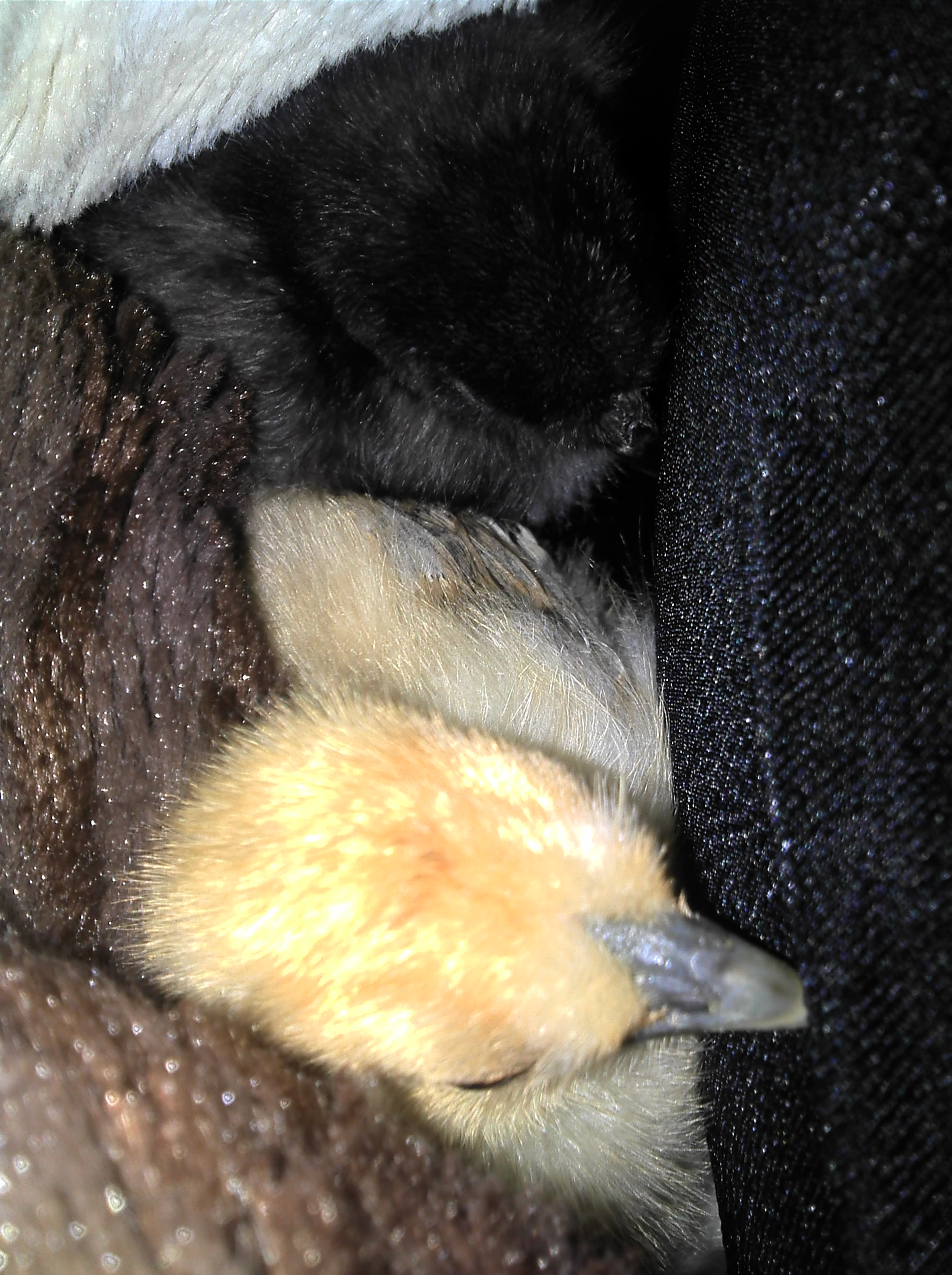 Lil Red cuddleling in my bed with me...
