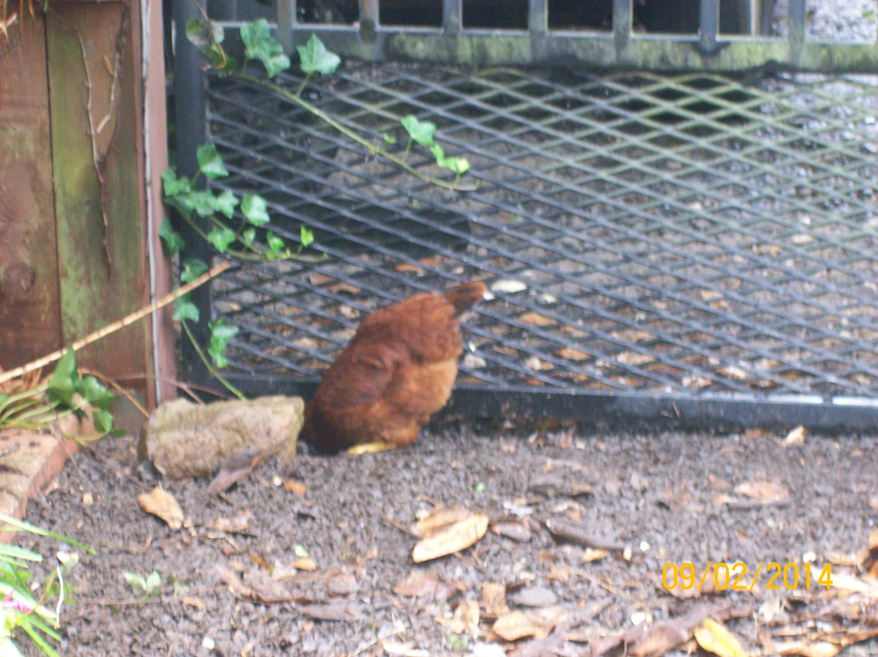 lil red digging in therocks