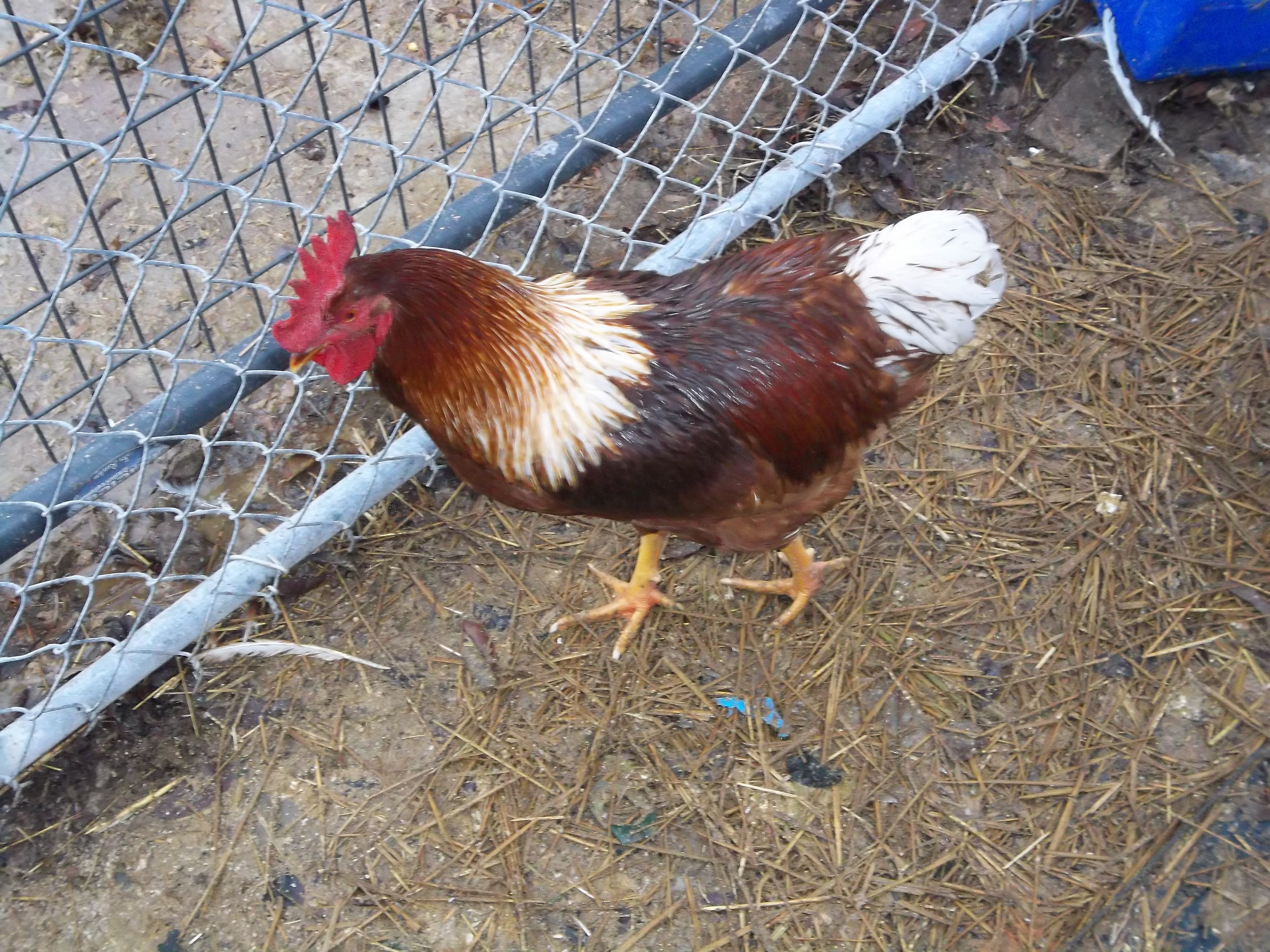 lil red one of my roos