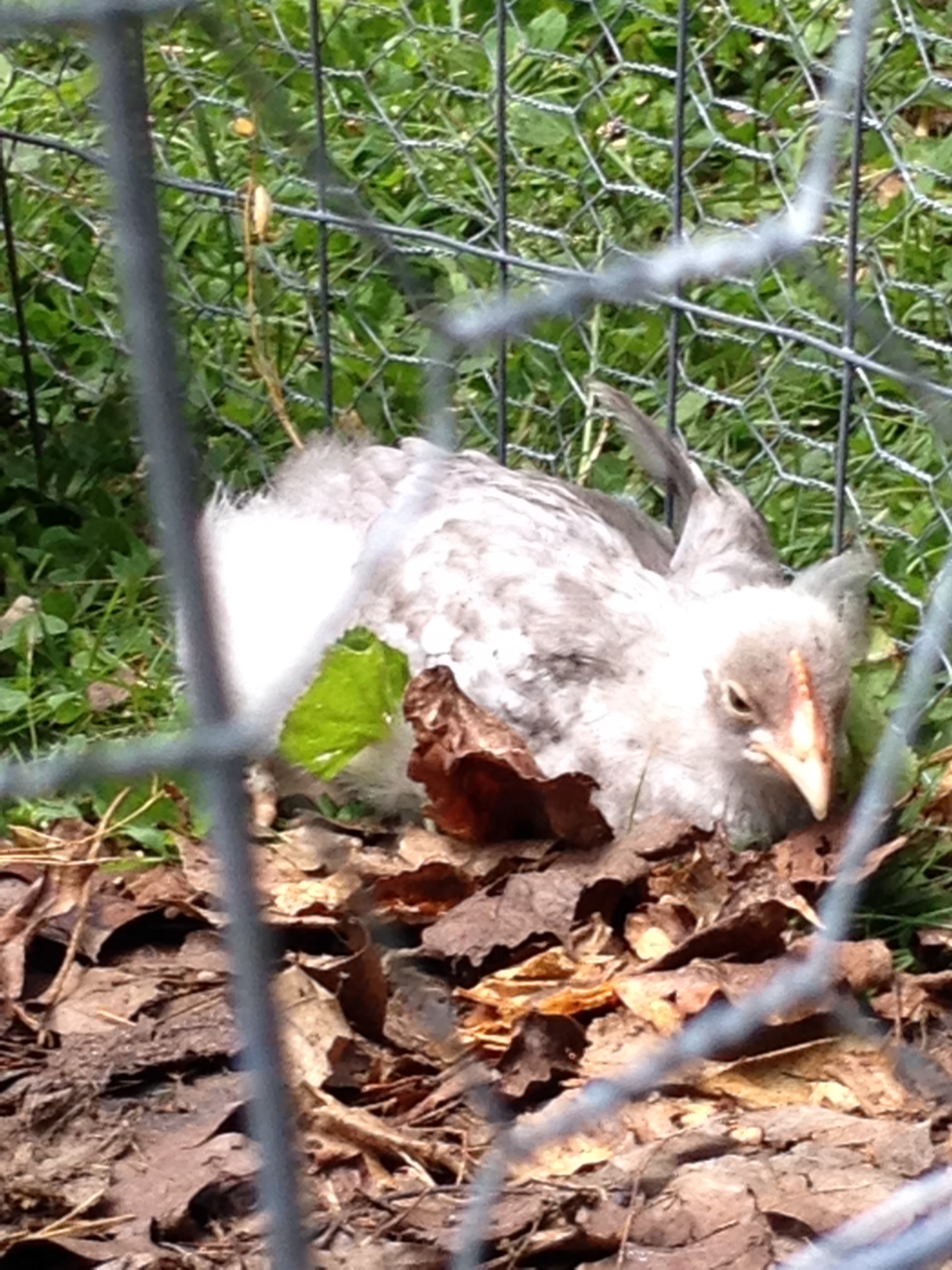 Lila... Lyle??? Still and undecided Silver Marans.