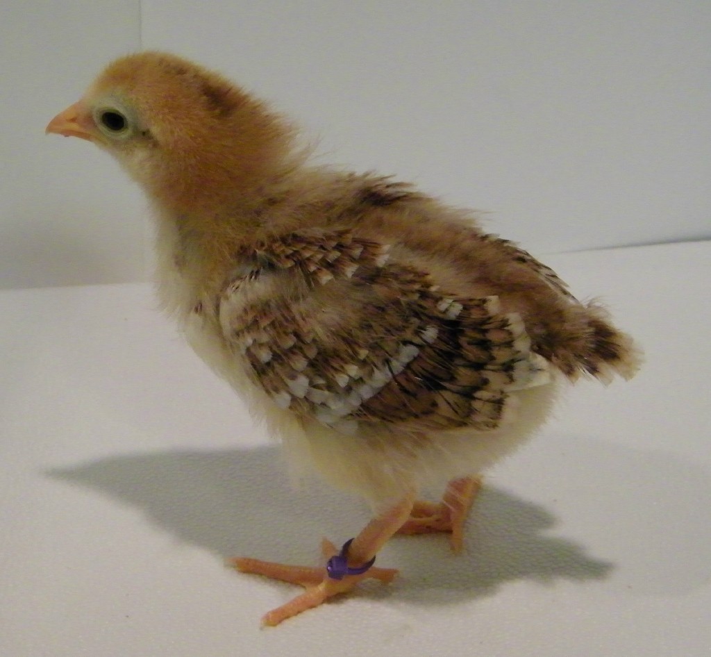 "Lilac" Buckeye @ 2 weeks