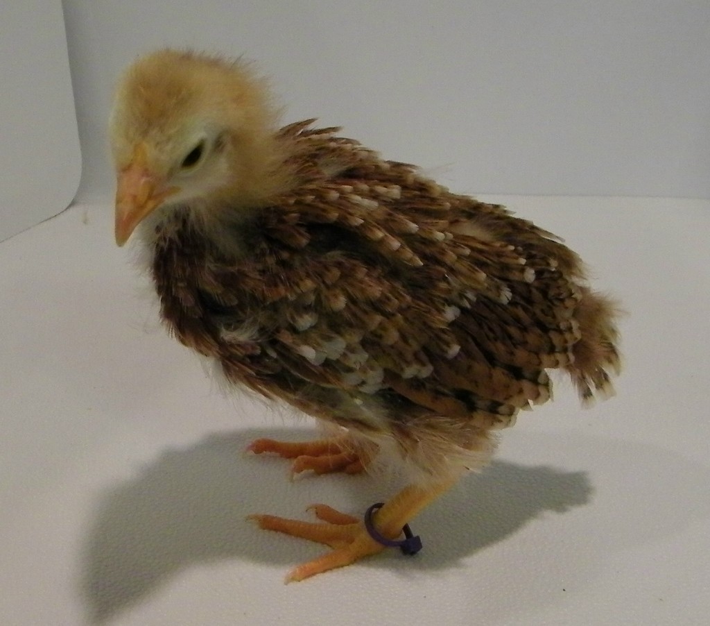 "Lilac" Buckeye @ 3 weeks