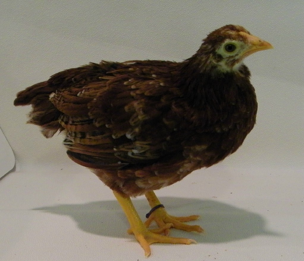 Lilac Buckeye @ 6 wks