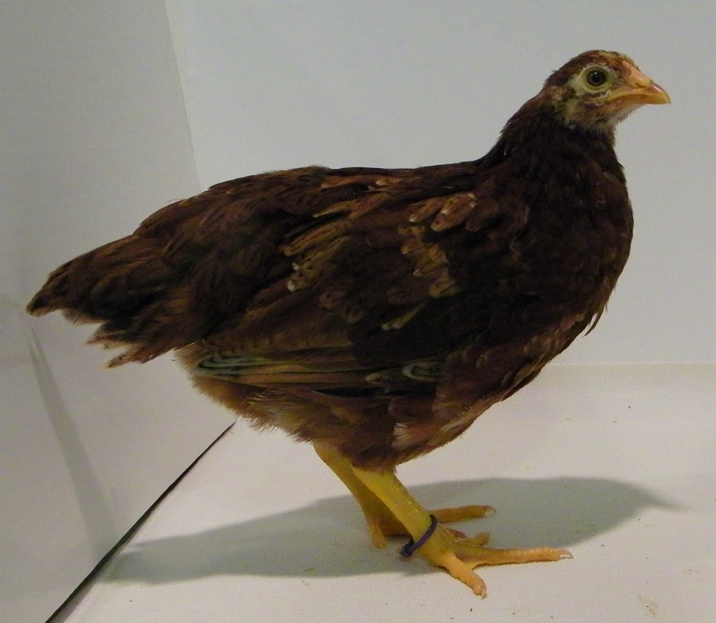 "Lilac" Buckeye @ 7 wks