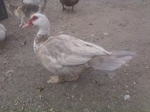 Lilac or Blue fawn duck
