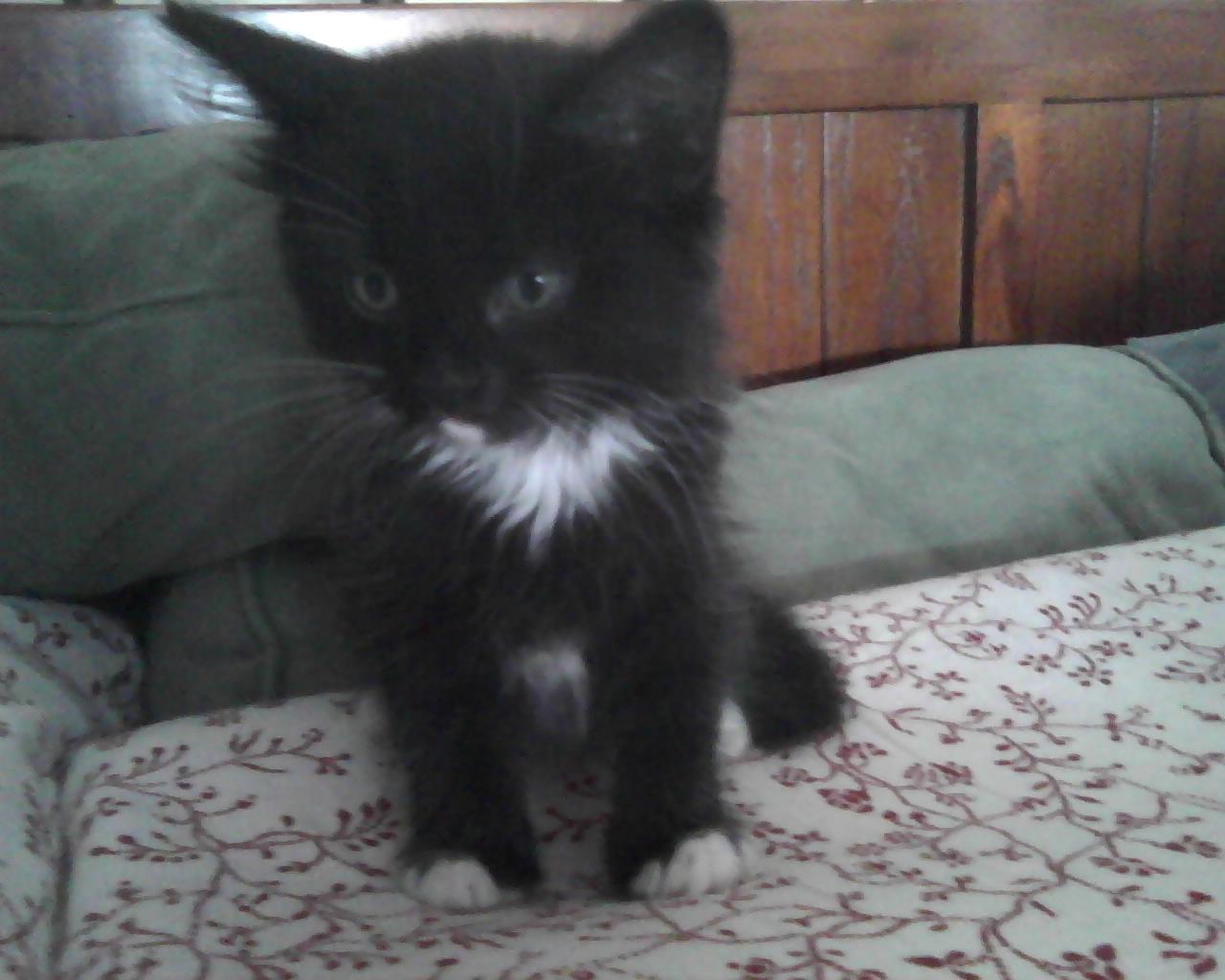 Lil'Bit as 5 weeks old