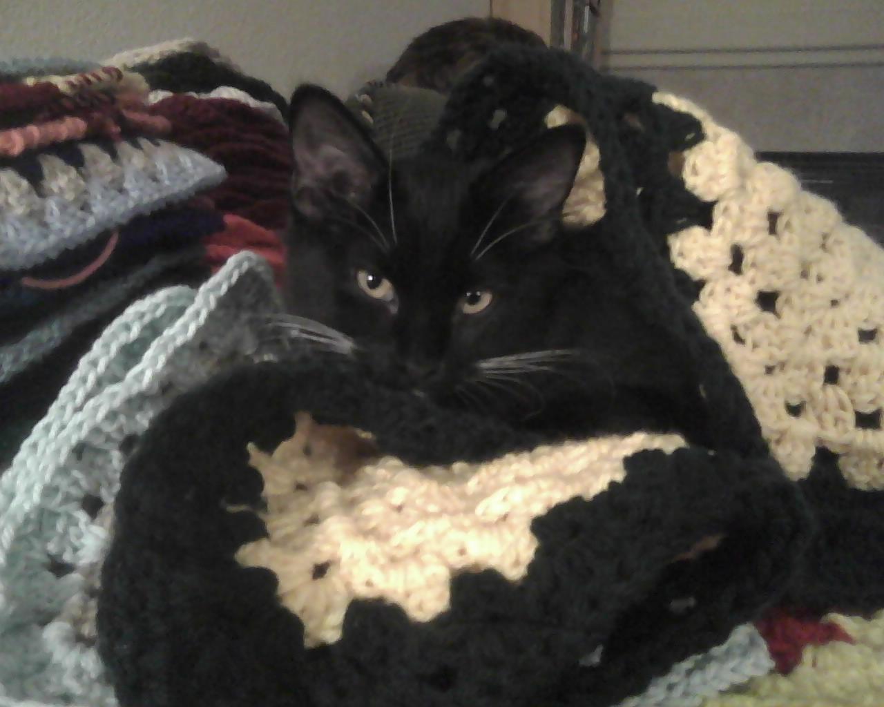 Lil'Bit hiding in the blanket squares