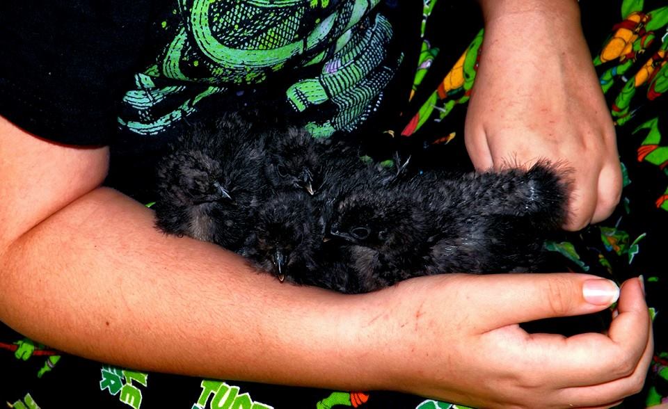 *
Lilli with four silkie babies...