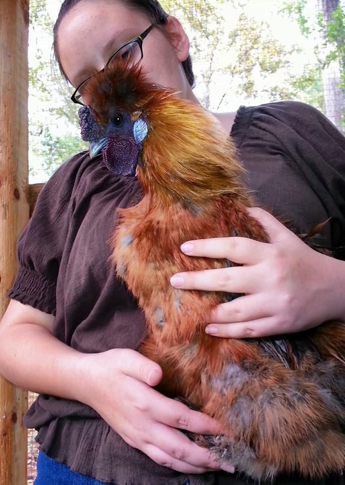 *
Lilli with one of the silkies.