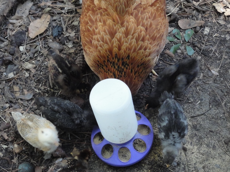 Lillie with her brood