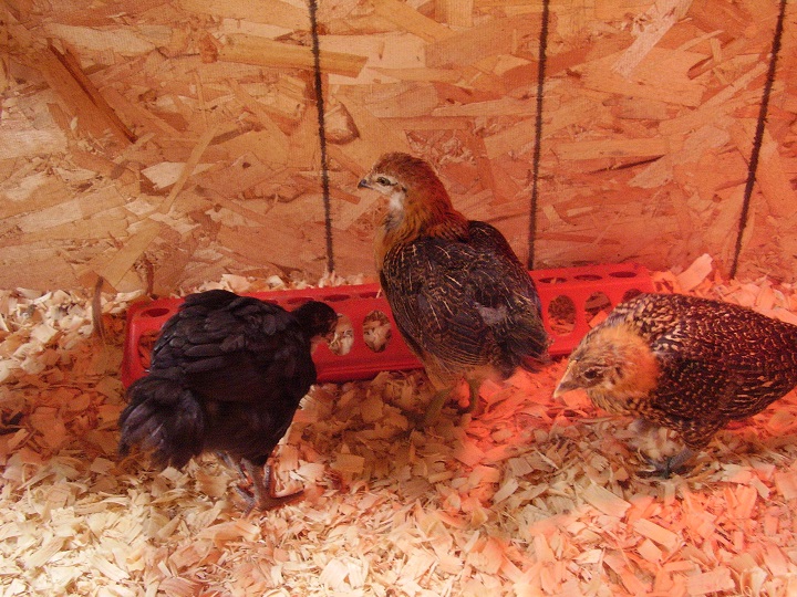 Lilly, Amber, and Lucy