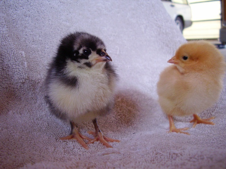 Lilly and Sunni