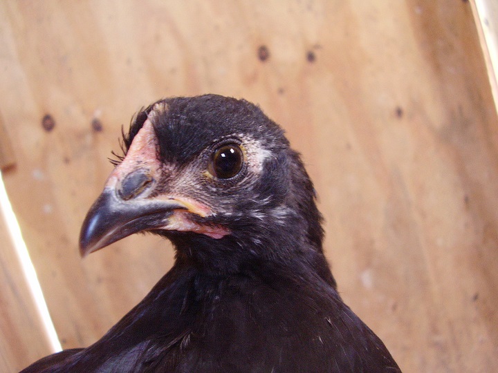 Lilly (Black Australorp) 8 weeks