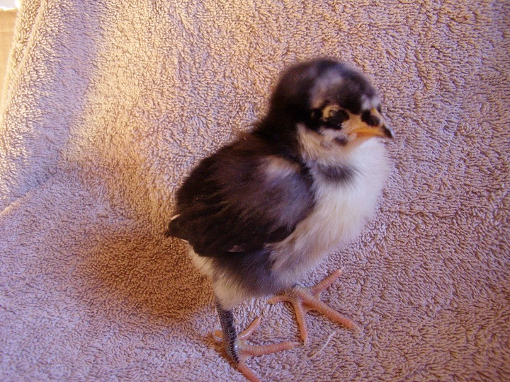 Lilly - (Black Australorp)