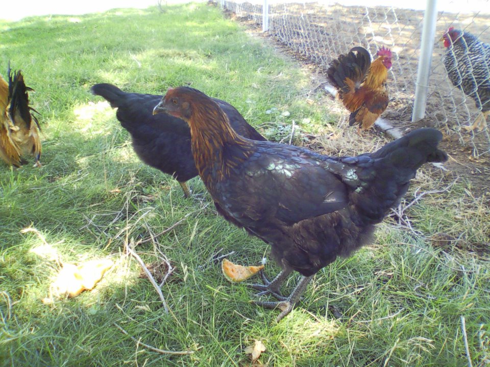 *
Lilly Munster and Dean in the back flirting with Neighbor's Barred Rock named Zelda